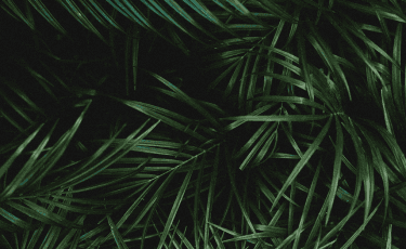 Green leaf pattern with translucent overlay, serving as a sidebar background